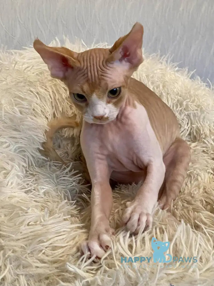 Quasar Devon Rex male red bicolour live animals