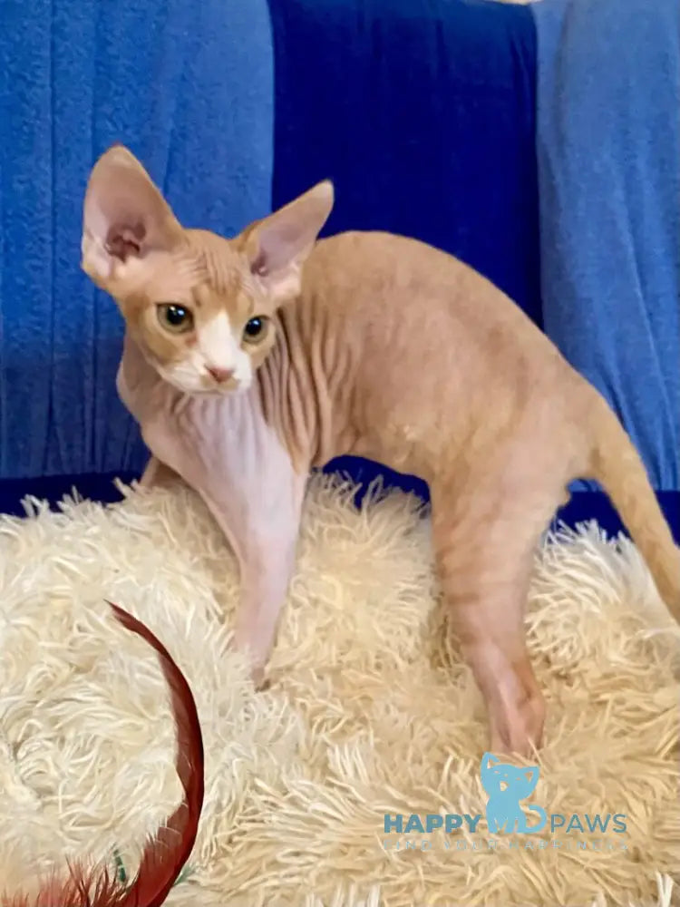 Quasar Devon Rex male red bicolour live animals