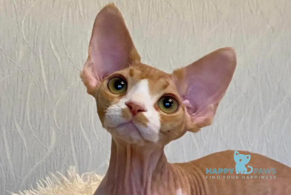 Quasar Devon Rex male red bicolour live animals