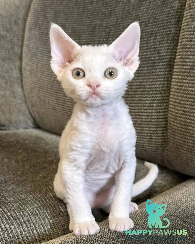 Quasar Devon Rex male white - live animals