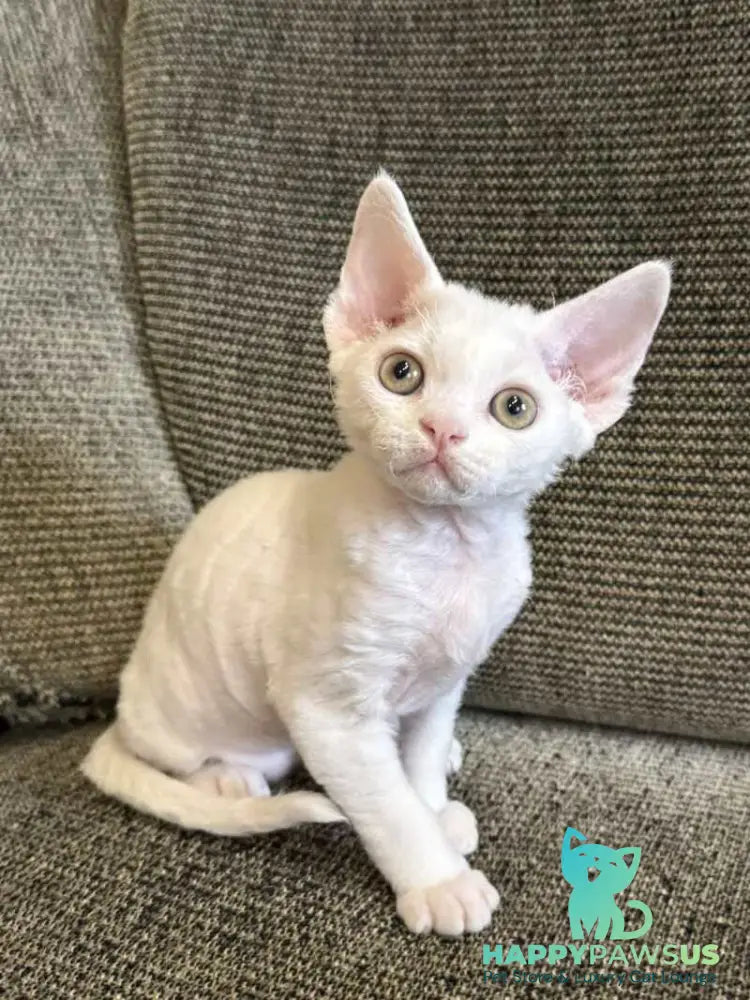 Quasar Devon Rex male white - live animals