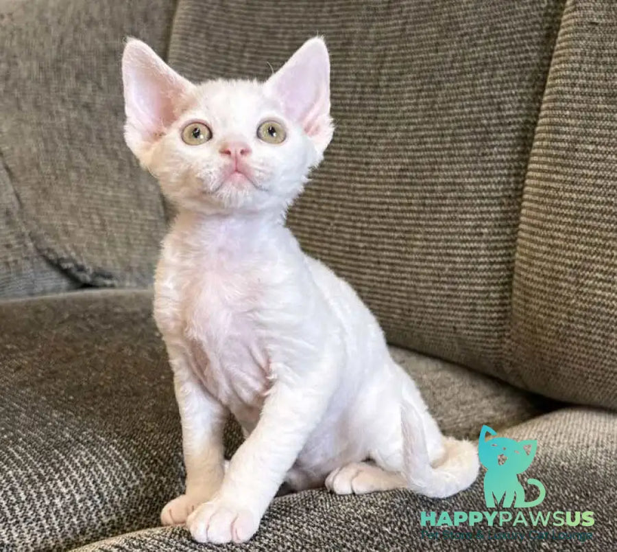 Quasar Devon Rex male white - live animals