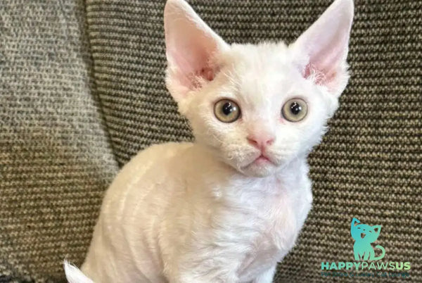Quasar Devon Rex male white - live animals