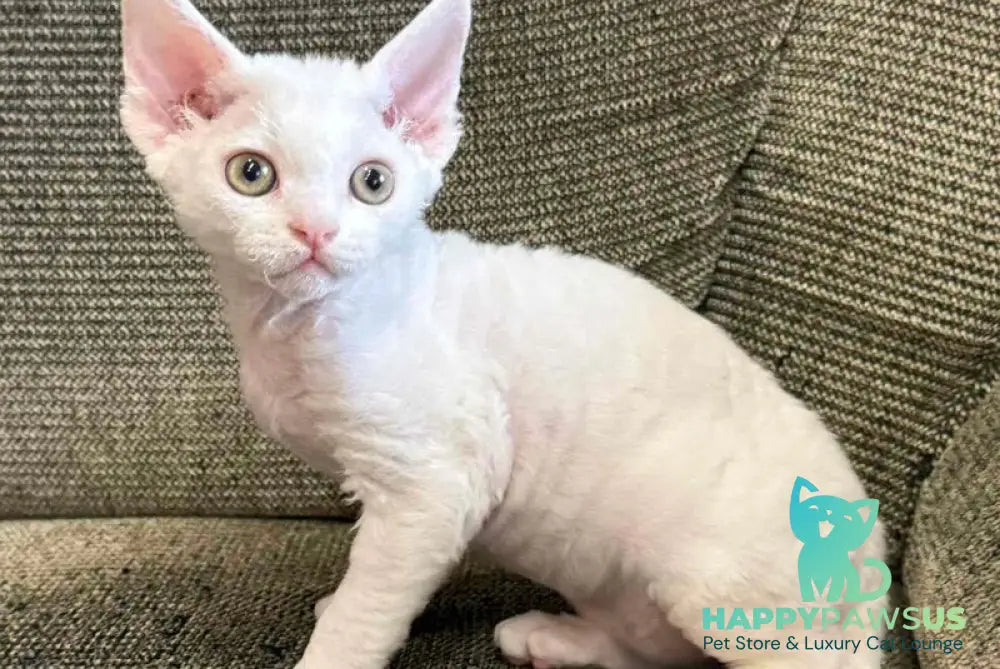 Quasar Devon Rex male white - live animals