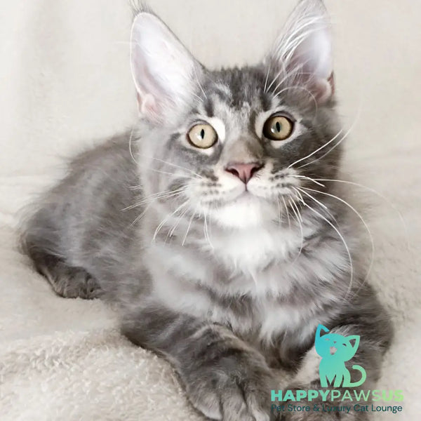 Quasar King Maine Coon male blue tabby - live animals