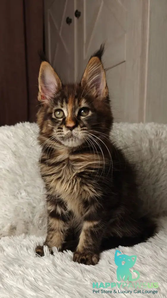 Quasar Maine Coon female black tortie tabby live animals