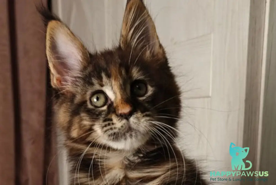 Quasar Maine Coon female black tortie tabby live animals