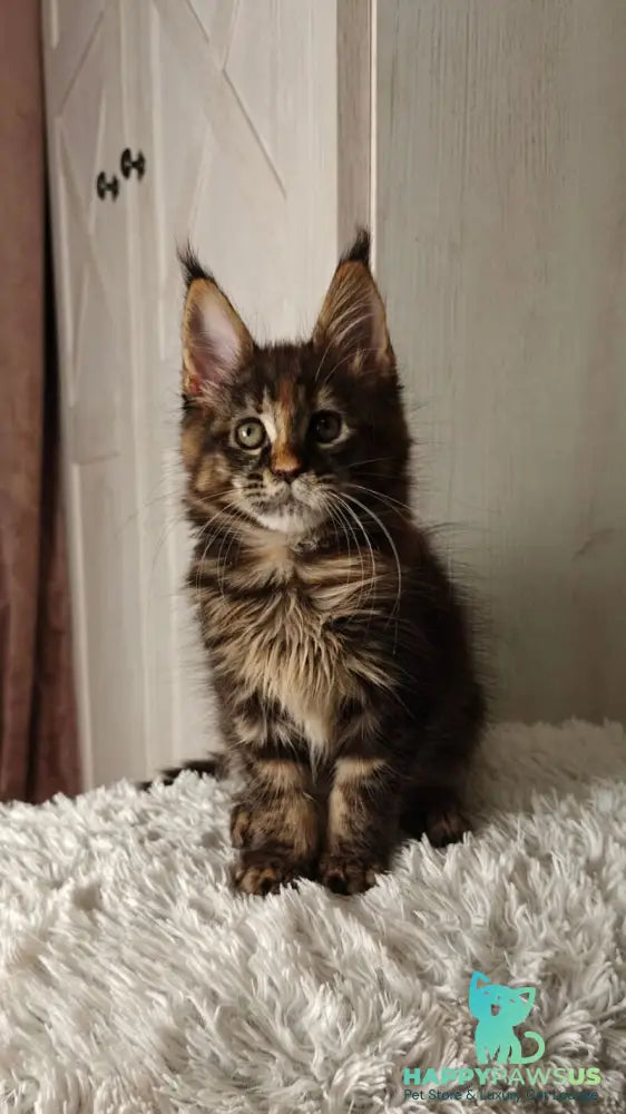 Quasar Maine Coon female black tortie tabby live animals