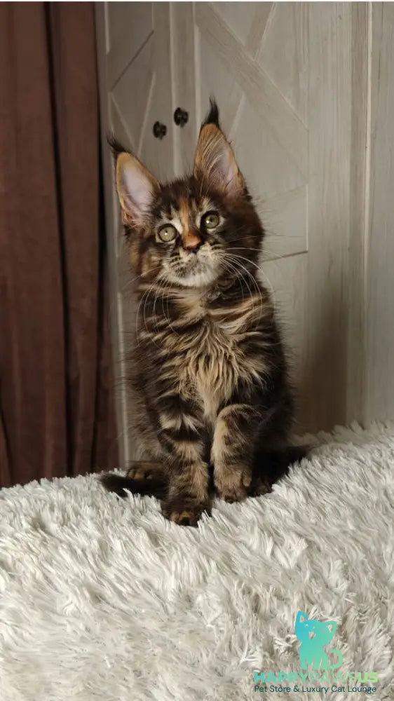 Quasar Maine Coon female black tortie tabby live animals