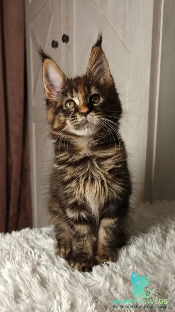 Quasar Maine Coon female black tortie tabby live animals