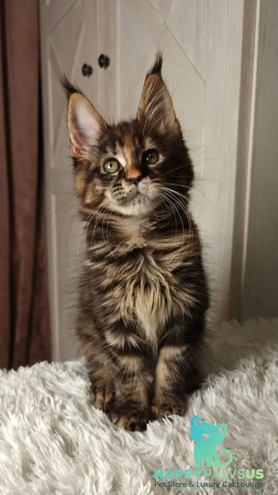 Quasar Maine Coon female black tortie tabby live animals