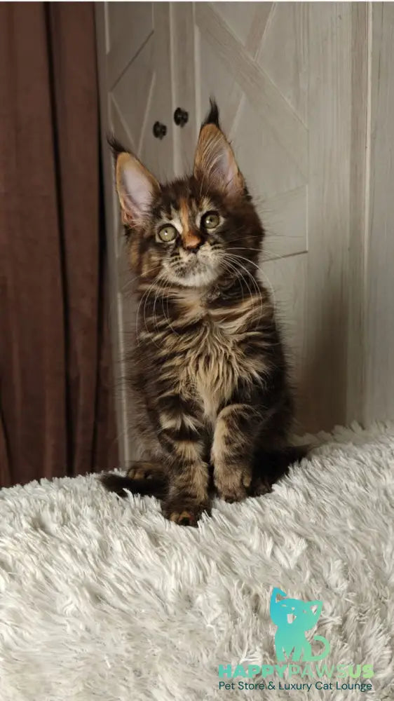 Quasar Maine Coon female black tortie tabby live animals