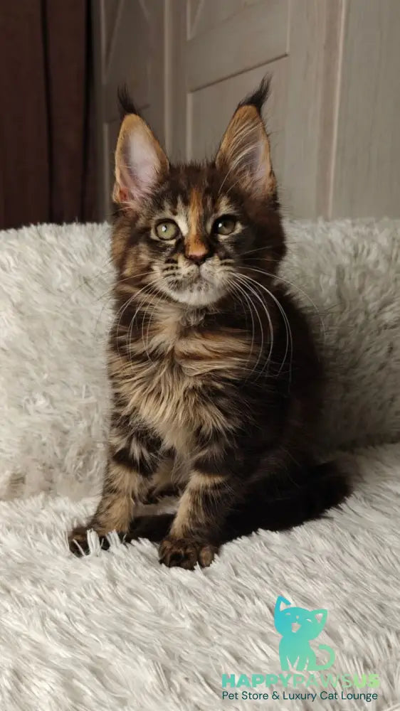 Quasar Maine Coon female black tortie tabby live animals