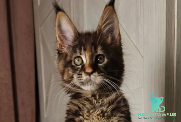 Quasar Maine Coon female black tortie tabby live animals