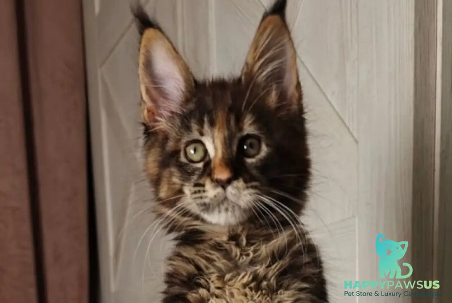 Quasar Maine Coon female black tortie tabby live animals