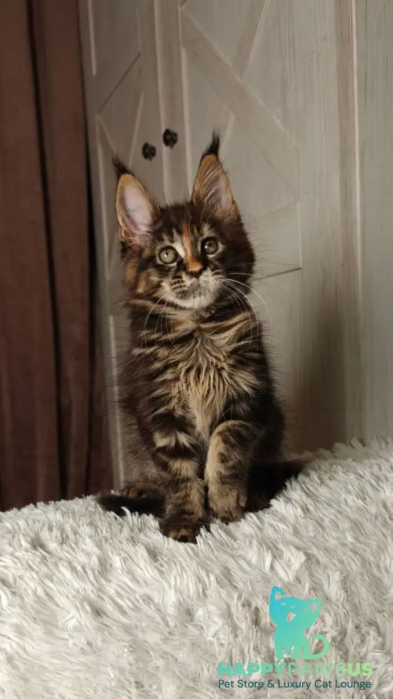 Quasar Maine Coon female black tortie tabby live animals