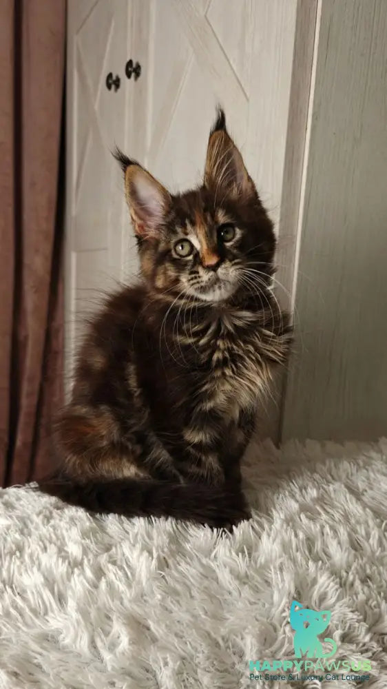 Quasar Maine Coon female black tortie tabby live animals
