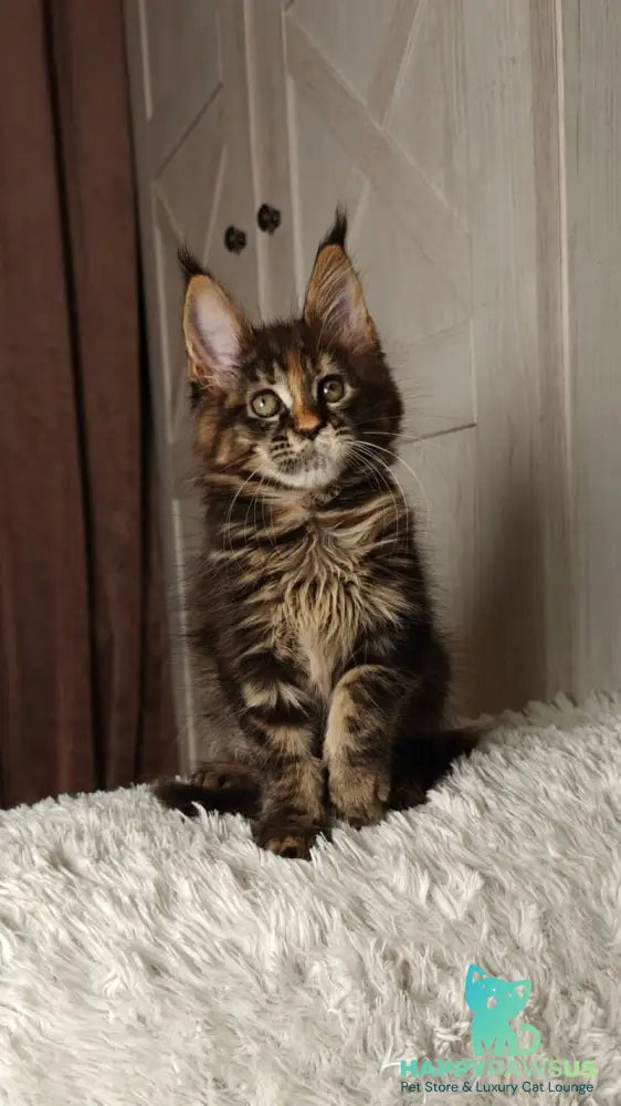 Quasar Maine Coon female black tortie tabby live animals