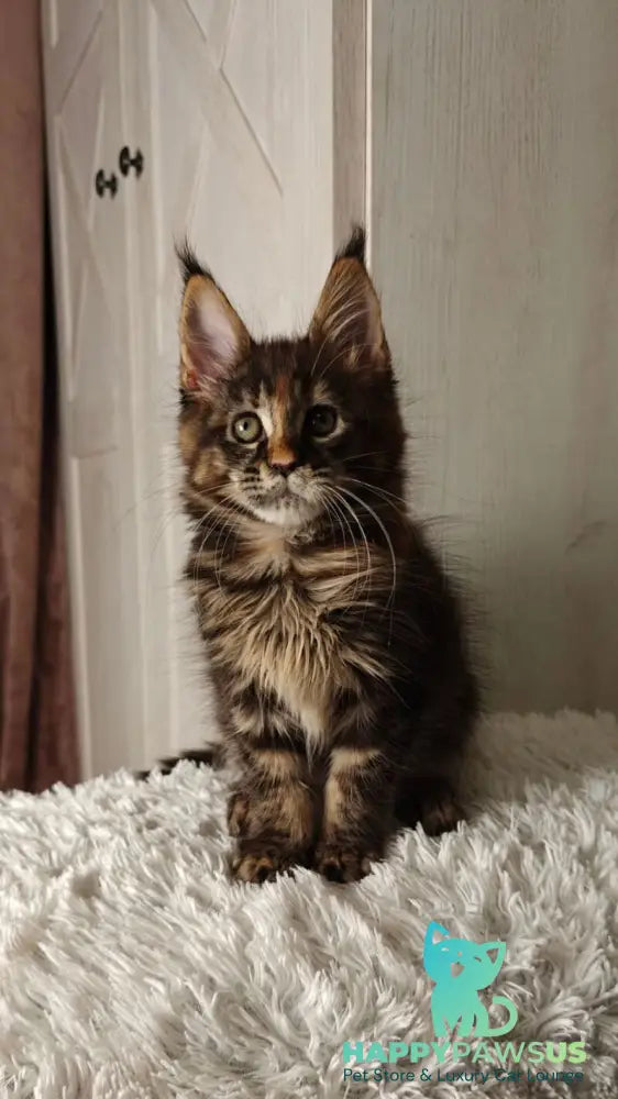 Quasar Maine Coon female black tortie tabby live animals