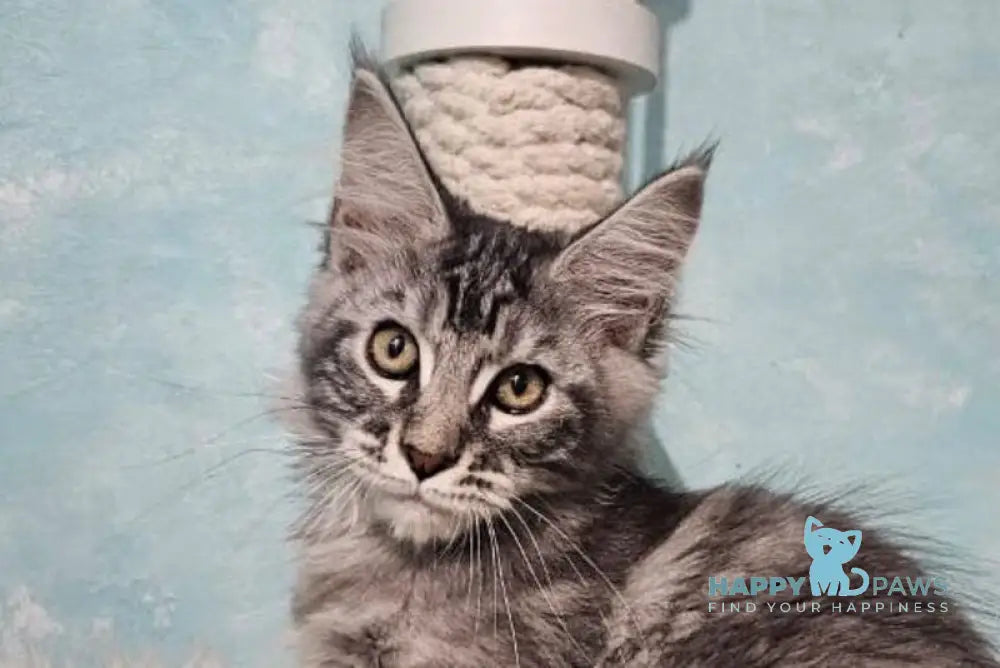 Quasar Maine Coon male black silver tabby live animals