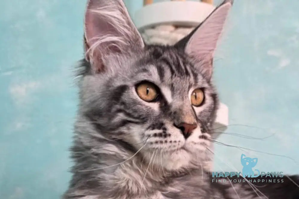 Quasar Maine Coon male black silver tabby live animals