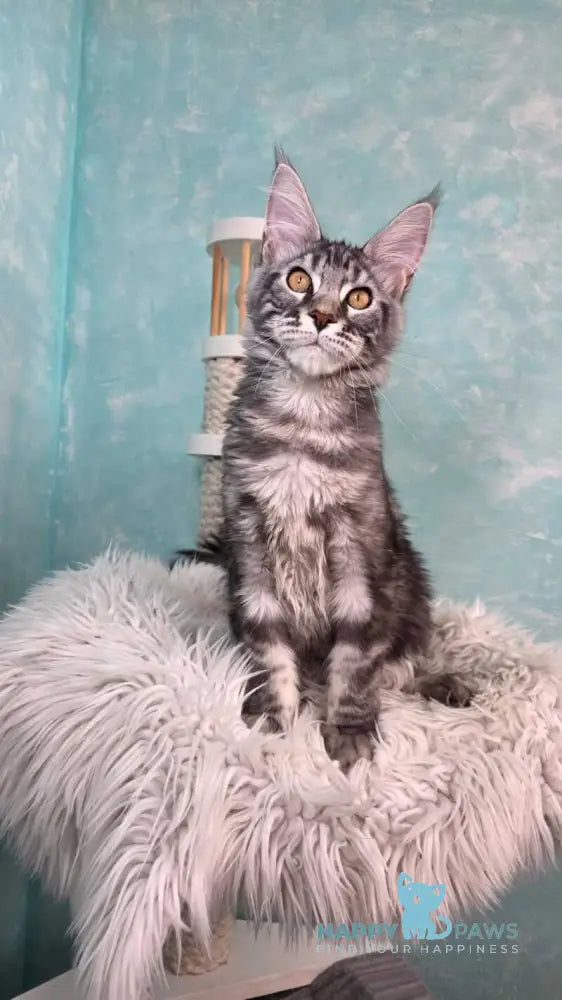 Quasar Maine Coon male black silver tabby live animals