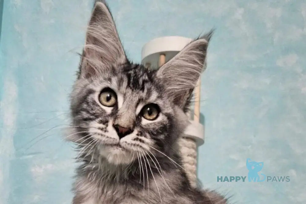 Quasar Maine Coon male black silver tabby live animals