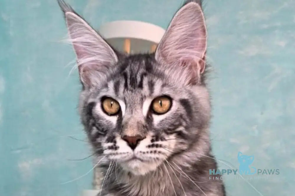 Quasar Maine Coon male black silver tabby live animals