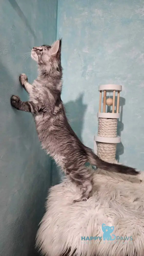 Quasar Maine Coon male black silver tabby live animals