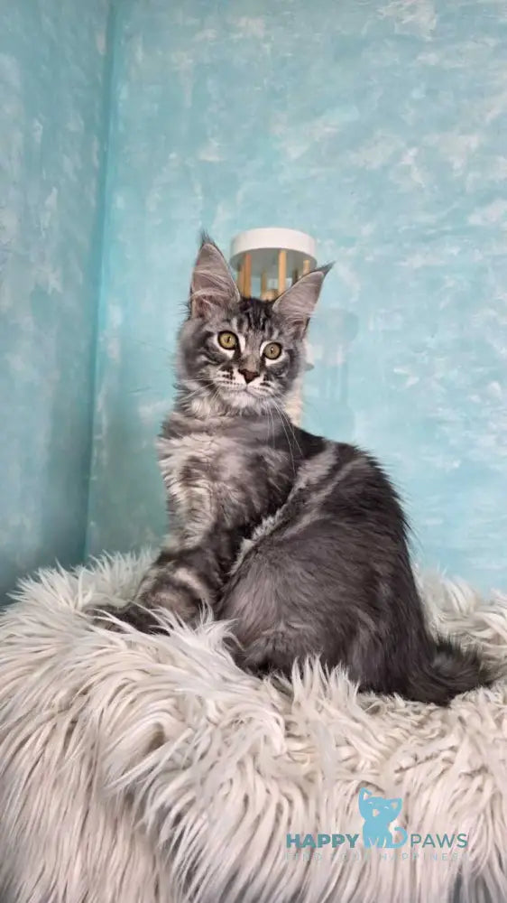 Quasar Maine Coon male black silver tabby live animals