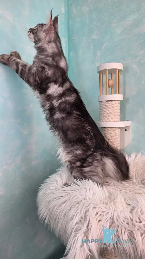 Quasar Maine Coon male black silver tabby live animals