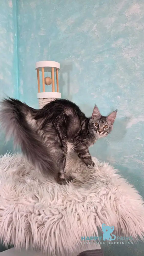 Quasar Maine Coon male black silver tabby live animals