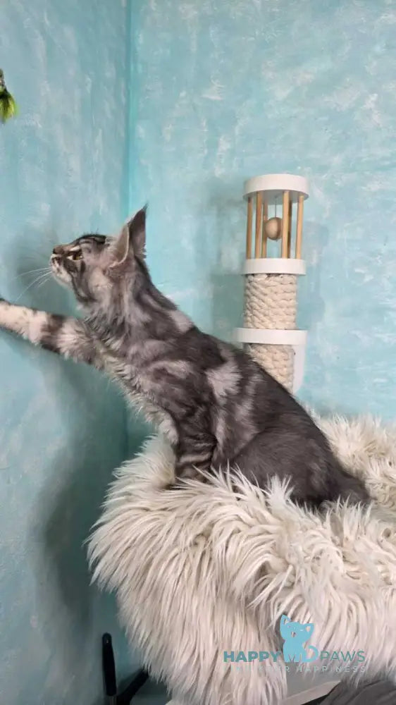Quasar Maine Coon male black silver tabby live animals
