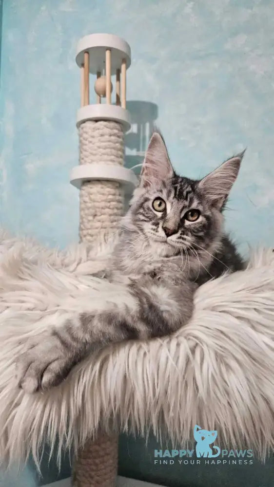 Quasar Maine Coon male black silver tabby live animals