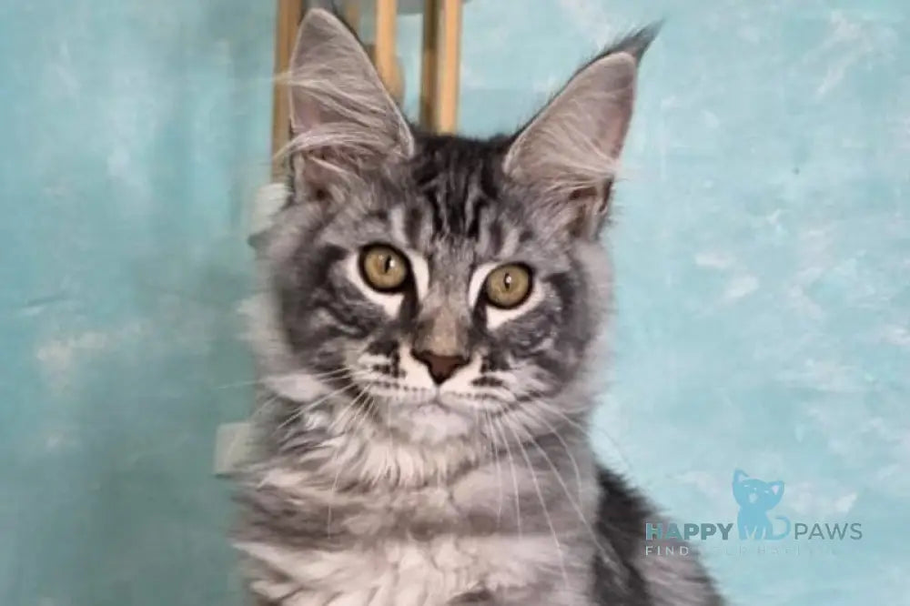 Quasar Maine Coon male black silver tabby live animals