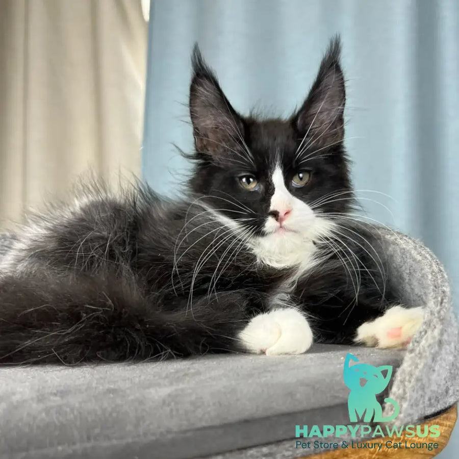 Quasar Maine Coon male black with white - live animals