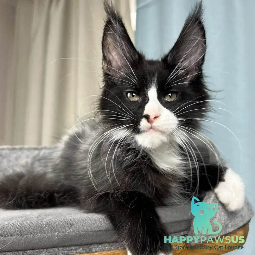 Quasar Maine Coon male black with white - live animals