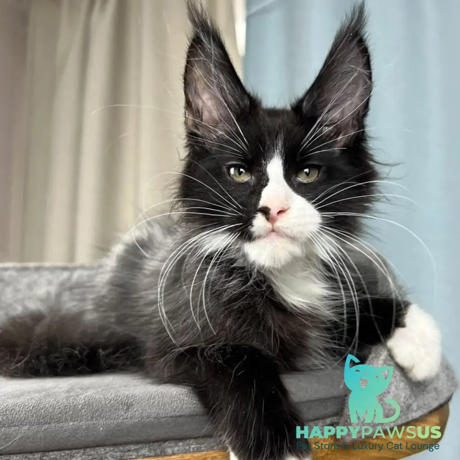 Quasar Maine Coon male black with white - live animals