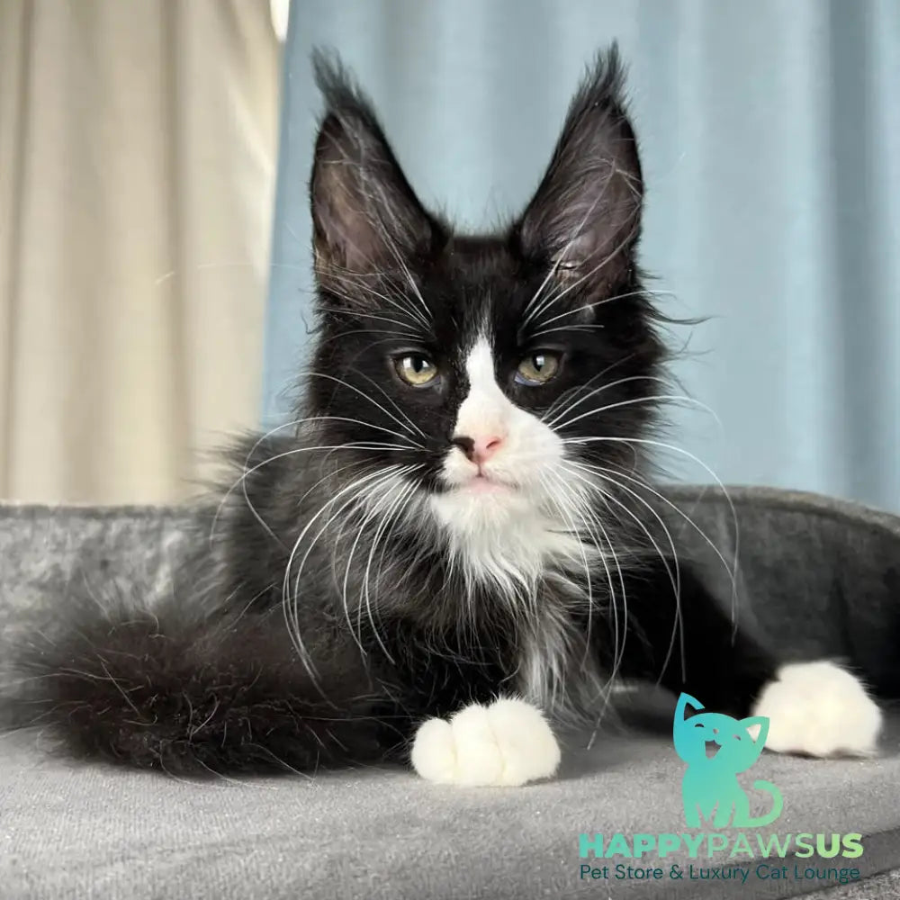 Quasar Maine Coon male black with white - live animals
