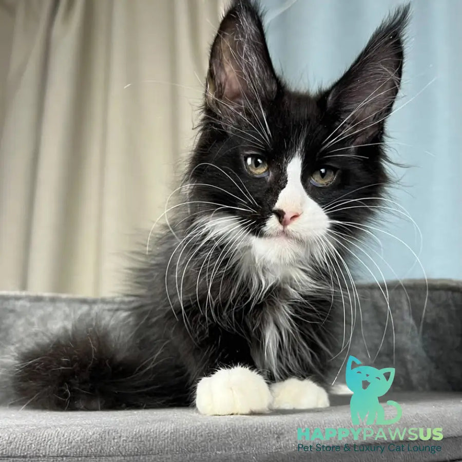 Quasar Maine Coon male black with white - live animals