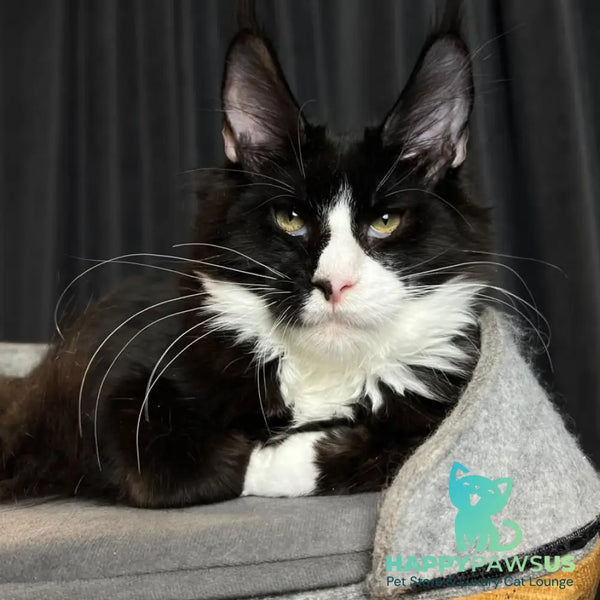 Quasar Maine Coon male black with white - live animals