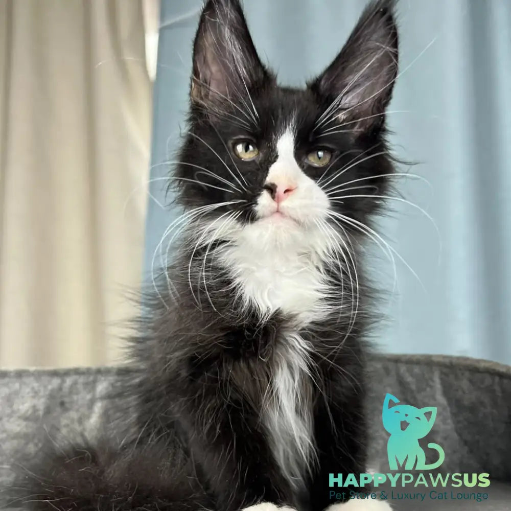Quasar Maine Coon male black with white - live animals