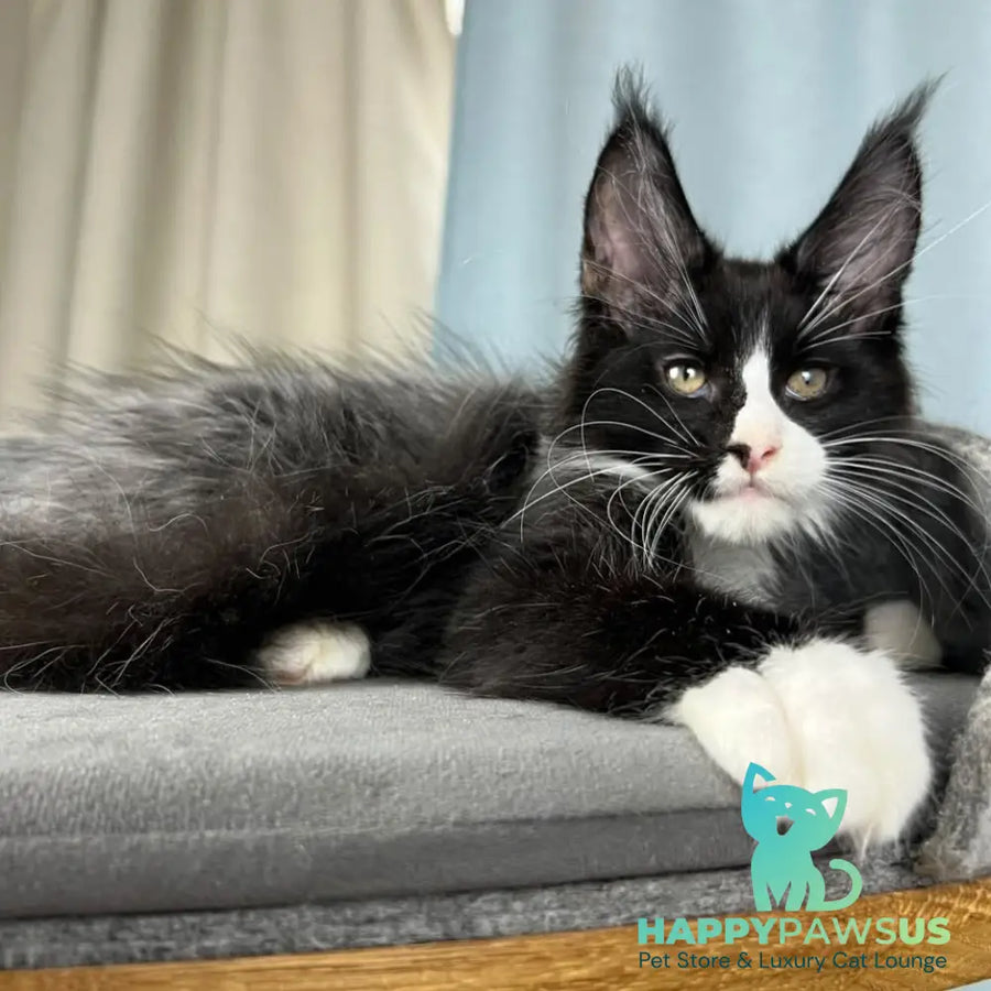 Quasar Maine Coon male black with white - live animals