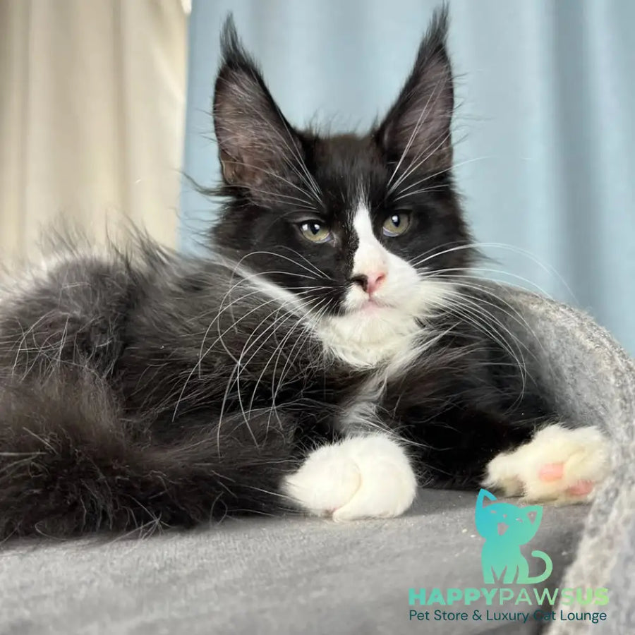 Quasar Maine Coon male black with white - live animals