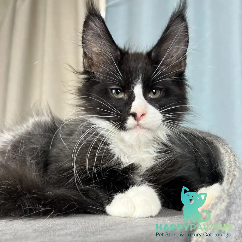 Quasar Maine Coon male black with white - live animals