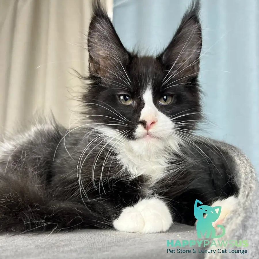 Quasar Maine Coon male black with white - live animals