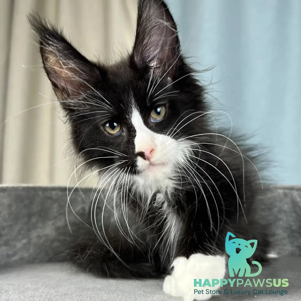Quasar Maine Coon male black with white - live animals