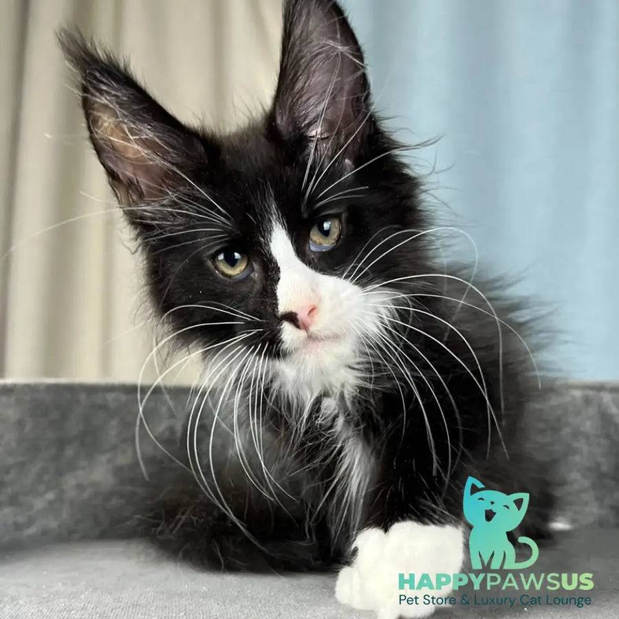 Quasar Maine Coon male black with white - live animals