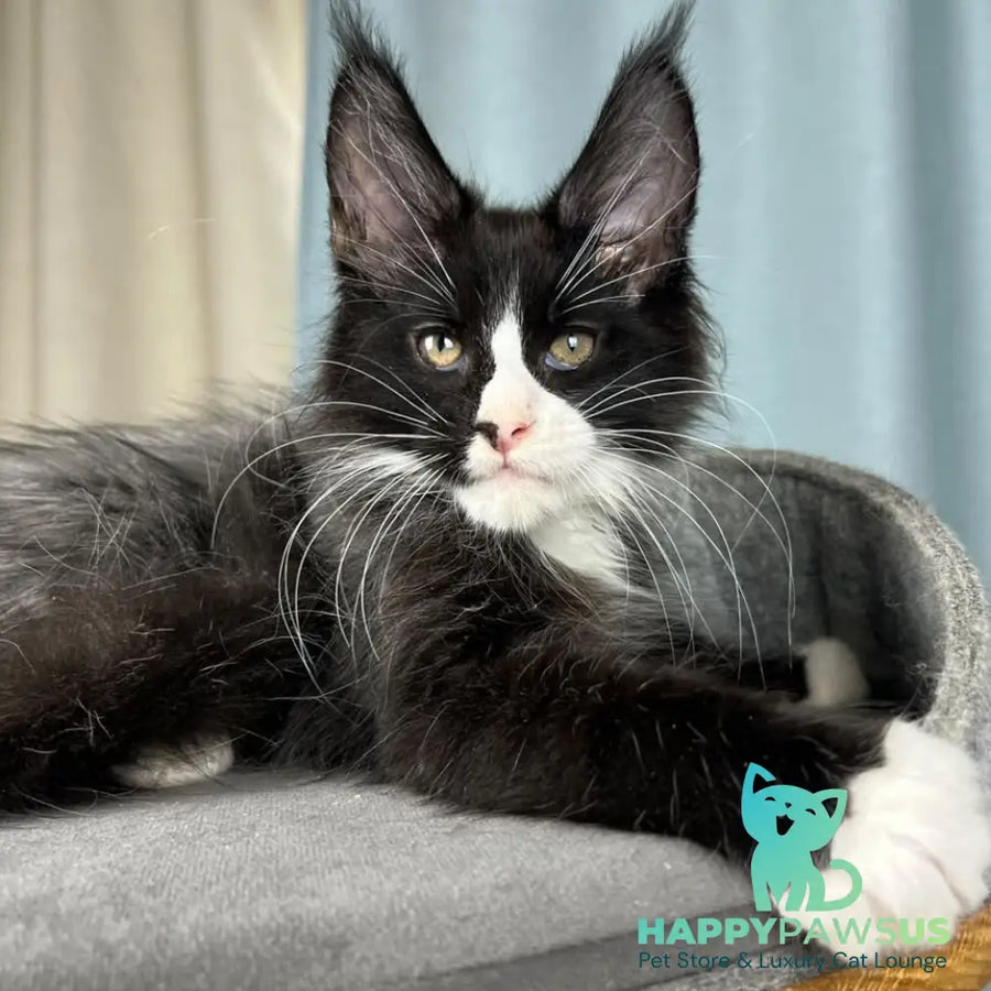 Quasar Maine Coon male black with white - live animals