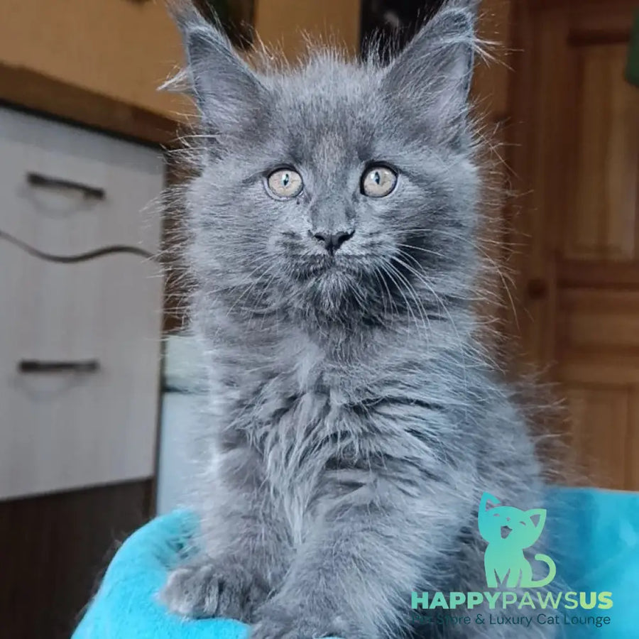 Quasar Maine Coon male blue - live animals
